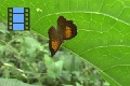 Scene 21_Riodinidae Perching behind a Leaf